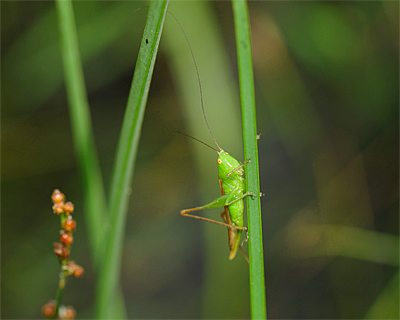 Green grasshopper on a blade of grass