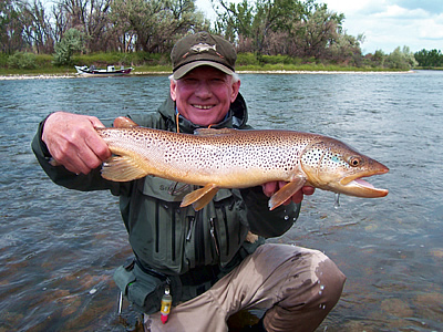 A Bighorn Brown trout