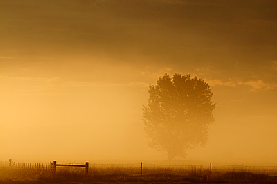Golden light, mist, tree